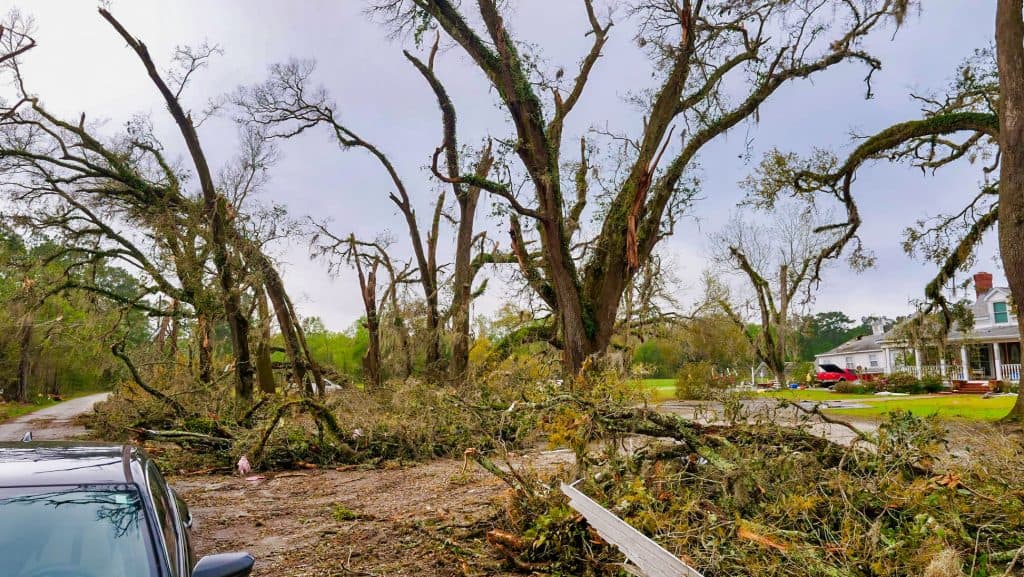 2022 Tornado Tree Damage